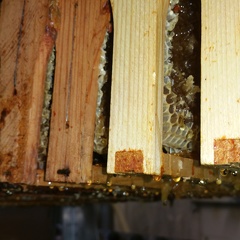Miel, cadre, miellerie, apiculture - Crédit photo  @RuchersduBorn