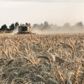 Moisson du blé tendre, récolte - Crédit photo  @benj thi