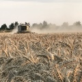 Moisson du blé tendre, récolte - Crédit photo_ @benj_thi.JPG