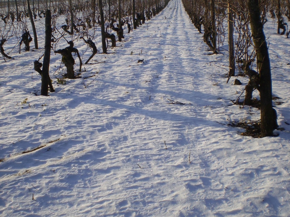 Neige dans le vignoble, viticulture - Crédit photo  @bubu1664