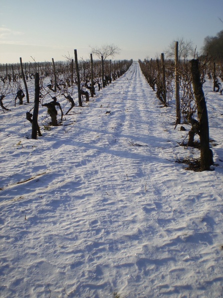Neige dans le vignoble, viticulture - Crédit photo_ @bubu1664.jpg