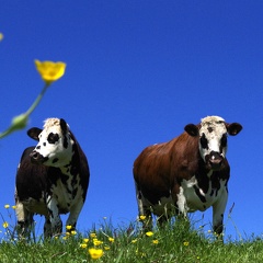 Normande Vaches Prairie Ciel Bleu - Crédit photo  @ptijo53