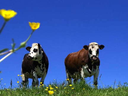 Normande Vaches Prairie Ciel Bleu - Crédit photo  @ptijo53