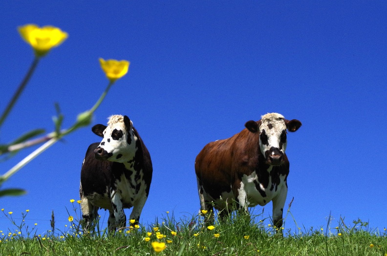 Normande Vaches Prairie Ciel Bleu - Crédit photo_ @ptijo53.jpg