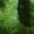 Oeuf de chrysope sur betterave, auxiliaire, biodiversité - Crédit photo   FloraCB