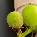 Oïdium sur un grain de raisin, viticulture - Crédit photo   La VitiBio d Emilie et Benjamin