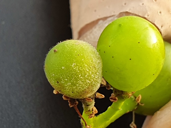 Oïdium sur un grain de raisin, viticulture - Crédit photo   La VitiBio d Emilie et Benjamin