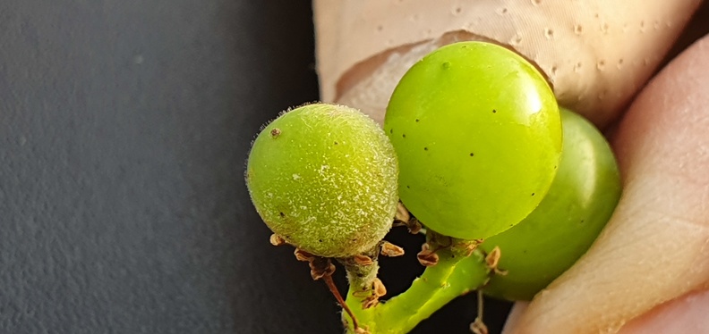 Oïdium sur un grain de raisin, viticulture - Crédit photo _ La VitiBio d_Emilie et Benjamin.jpg