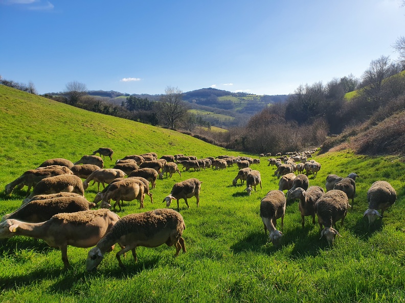 Pâturage et déplacements, brebis, moutons, élevage - Crédit photo   Laurent Gasc @LoranG76(1)