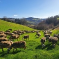 Pâturage et déplacements, brebis, moutons, élevage - Crédit photo _ Laurent Gasc @LoranG76(1).jpg