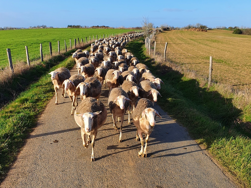 Pâturage et déplacements, brebis, moutons, élevage - Crédit photo   Laurent Gasc @LoranG76(2)