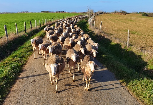 Pâturage et déplacements, brebis, moutons, élevage - Crédit photo   Laurent Gasc @LoranG76(2)