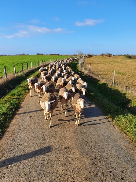 Pâturage et déplacements, brebis, moutons, élevage - Crédit photo _ Laurent Gasc @LoranG76(2).jpg