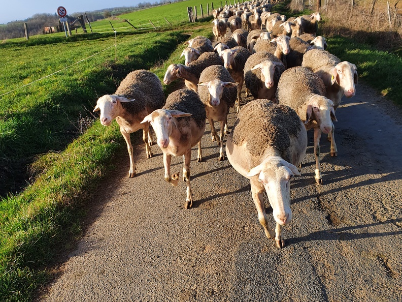 Pâturage et déplacements, brebis, moutons, élevage - Crédit photo   Laurent Gasc @LoranG76(3)
