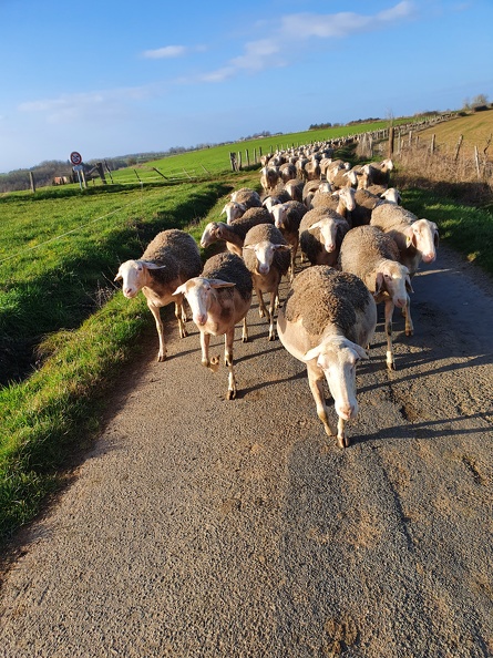 Pâturage et déplacements, brebis, moutons, élevage - Crédit photo _ Laurent Gasc @LoranG76(3).jpg