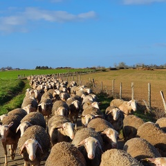 Pâturage et déplacements, brebis, moutons, élevage - Crédit photo   Laurent Gasc @LoranG76(4)