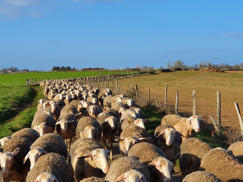 Pâturage et déplacements, brebis, moutons, élevage - Crédit photo   Laurent Gasc @LoranG76(4)