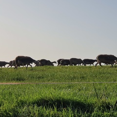 Pâturage et déplacements, brebis, moutons, élevage - Crédit photo   Laurent Gasc @LoranG76(5)