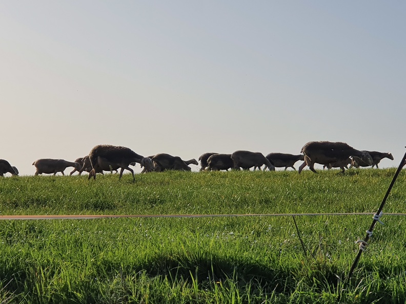 Pâturage et déplacements, brebis, moutons, élevage - Crédit photo   Laurent Gasc @LoranG76(5)