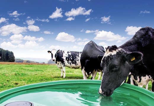 Pâturage, abreuvoir, eau, vaches, laitières, abreuvement, pâture - Crédit photo  La Buvette