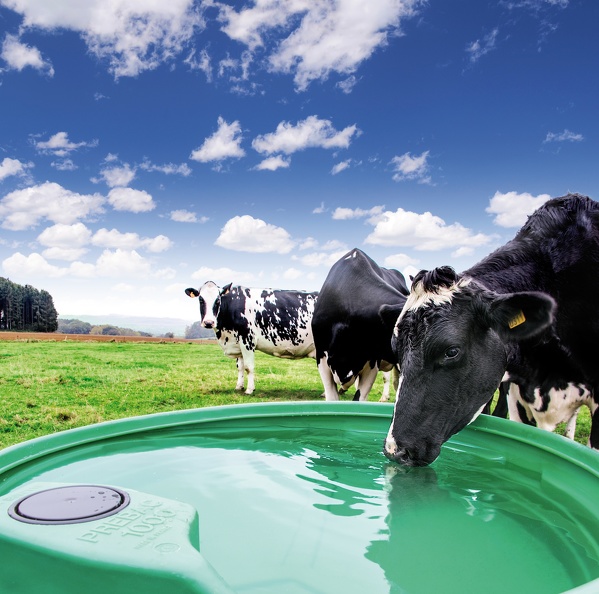 Pâturage, abreuvoir, eau, vaches, laitières, abreuvement, pâture - Crédit photo_ La Buvette.jpg