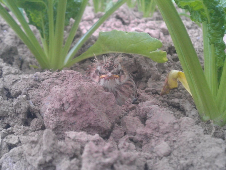Petite perdrix dans les betteraves, biodiversité - Crédit photo  @FarmerSeb