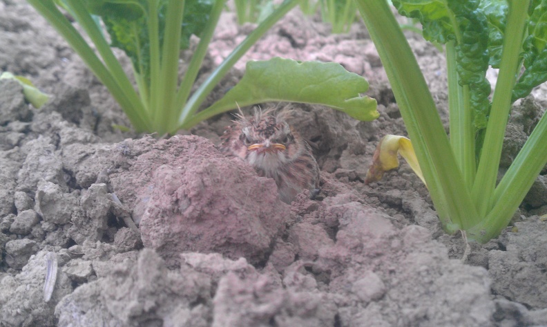 Petite perdrix dans les betteraves, biodiversité - Crédit photo_ @FarmerSeb.jpg