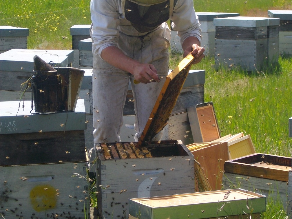 Pollinisation colza apiculteur ruches abeilles - Crédit photo  T. Mollet