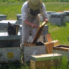 Pollinisation colza apiculteur ruches abeilles - Crédit photo  T. Mollet
