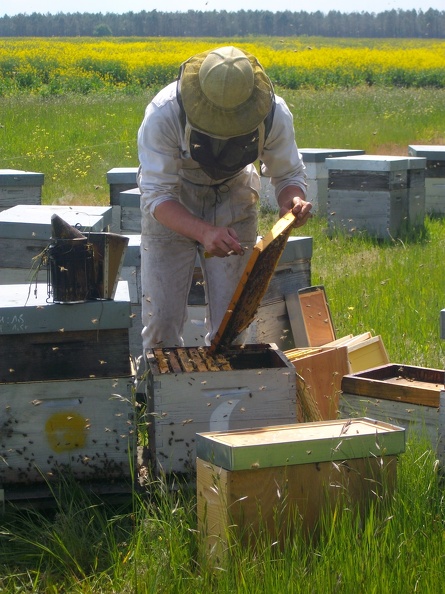 Pollinisation colza apiculteur ruches abeilles - Crédit photo_ T. Mollet.JPG
