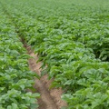 Pommes de terre, pdt, Normandie, Eure - Crédit photo _ Nadège PETIT @agri_zoom(1).jpg
