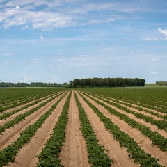 Pommes de terre, pdt, Normandie, Eure - Crédit photo   Nadège PETIT @agri zoom