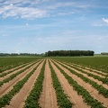 Pommes de terre, pdt, Normandie, Eure - Crédit photo _ Nadège PETIT @agri_zoom.jpg