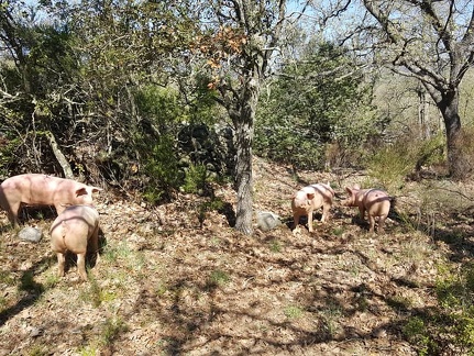 Porc plein air, élevage porcin, garrigue, bien être animal, Pyrénées orientales, éleveur, qualité - Crédit photo  GAEC La Vaca Preciosa