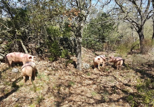 Porc plein air, élevage porcin, garrigue, bien être animal, Pyrénées orientales, éleveur, qualité - Crédit photo  GAEC La Vaca Preciosa
