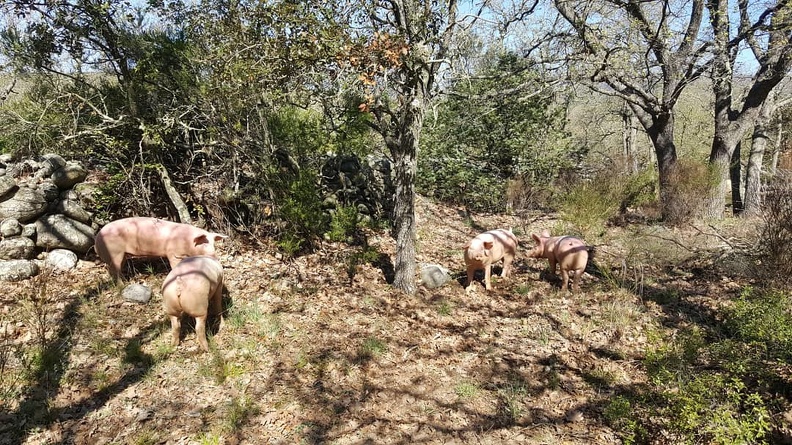 Porc plein air, élevage porcin, garrigue, bien être animal, Pyrénées orientales, éleveur, qualité - Crédit photo_ GAEC La Vaca Preciosa.jpg