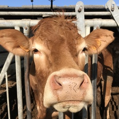 Portrait de Limousine, élevage, vaches - Crédit photo   MF-JB-87