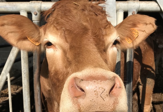 Portrait de Limousine, élevage, vaches - Crédit photo   MF-JB-87