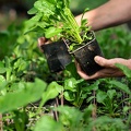 Pots plantes betteraves, recherche, sélection, innovation - @GroupeFDesprez