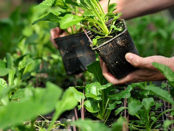 Pots plantes betteraves, recherche, sélection, innovation - @GroupeFDesprez