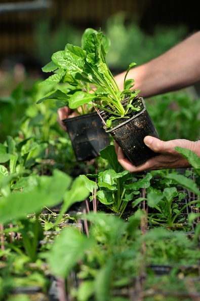 Pots plantes betteraves, recherche, sélection, innovation - @GroupeFDesprez.jpg