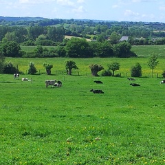 Prairie et vaches en Normandie - Crédit photo  @alexcarre49