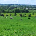 Prairie et vaches en Normandie - Crédit photo_ @alexcarre49.jpg
