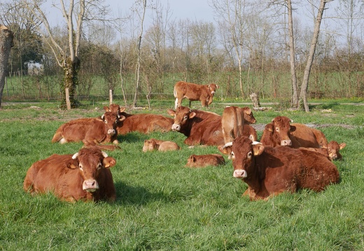 Prairie, vaches, veaux, élevage - Crédit photo   Théo,FuturEleveur