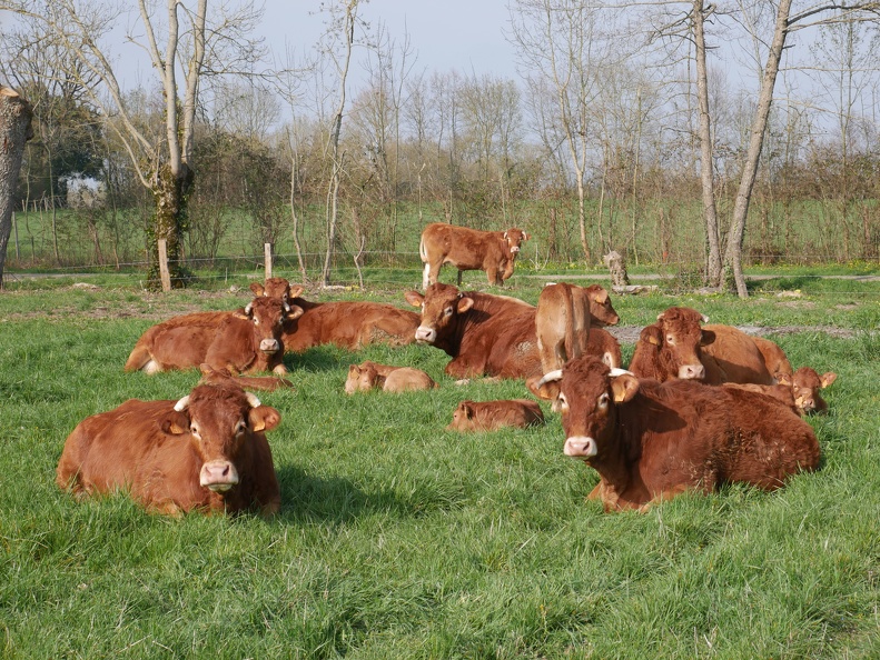 Prairie, vaches, veaux, élevage - Crédit photo _ Théo,FuturEleveur.JPG
