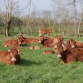 Prairie, vaches, veaux, élevage - Crédit photo _ Théo,FuturEleveur.JPG