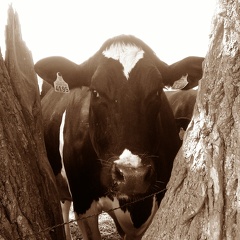 Prim Holstein au pâturage, vache, laitière, élevage - Crédit photo  @FarmerSeb