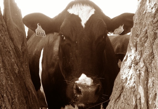 Prim Holstein au pâturage, vache, laitière, élevage - Crédit photo  @FarmerSeb