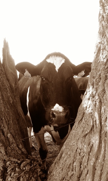 Prim_Holstein au pâturage, vache, laitière, élevage - Crédit photo_ @FarmerSeb.jpg