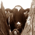 Prim_Holstein au pâturage, vache, laitière, élevage - Crédit photo_ @FarmerSeb.jpg
